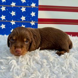 Bruno - Chocolate and tan male Dachshund puppy in Colbert, Oklahoma from Brooke Crenshaw