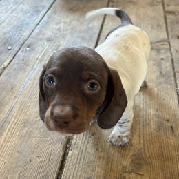 Dachshund Puppies from Rutherford Ranch Dachshunds