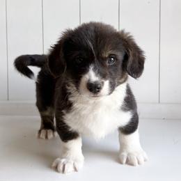 Rudolph - Black and white male American Corgi puppy in Temple, Texas from Silver Moon Cardigan Corgis