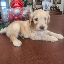 Mittens - Parti male Goldendoodle puppy in Kenosha, Wisconsin from Madden Golden Doodles