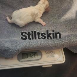 Stiltskin - Red and white male Basset Hound puppy in Mill Springs, North Carolina from Mountain View Basset Hounds