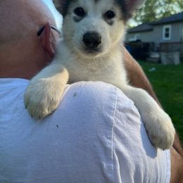 Boy #5 Iceman - Gray and white Alaskan Malamute puppy in Mount Morris, Michigan from Knightmute-Nikos Malamutes
