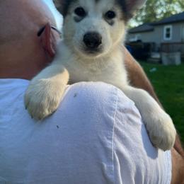 Boy #5 Iceman - Gray and white Alaskan Malamute puppy in Mount Morris, Michigan from Knightmute-Nikos Malamutes