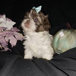 Chocolate parti girl - Chocolate female Shih Tzu puppy in Arcadia, Florida from Kitsune Cuddles and kisses