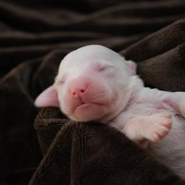 Strawberry Green boy - Parti male Goldendoodle puppy in Lafayette, Alabama from Sweethaven Kennels