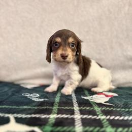 River - Piebald male Dachshund puppy in Ceres, California from Rockin' M’s LilBitty Dachshunds (LBD)