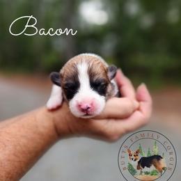 Bacon - Red male Pembroke Welsh Corgi puppy in Cameron, North Carolina from Butts Family Corgis