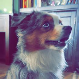 Chico - Toy Australian Shepherd