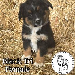 Rosalie - Black tri female Miniature Australian Shepherd puppy in Jaroso, Colorado from Heaven Sent Aussies