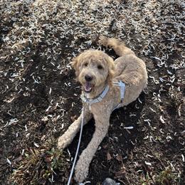 Goldendoodle All Grown Up from Dawnie’s Doodles