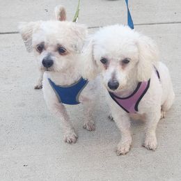 Sophie - Shihpoo