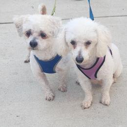 Sophie - Shihpoo