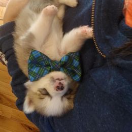 Pomeranian and Pomsky Puppies from Spillman's Specialty Breeding