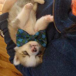 Pomeranian and Pomsky Puppies from Spillman's Specialty Breeding