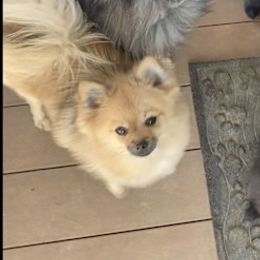 Fiona - Pomeranian