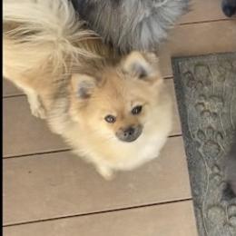 Fiona - Pomeranian