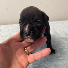 Girl 1 - female Boxer puppy in Cookville, Texas from Linde Bostons/Tomlin Boxers