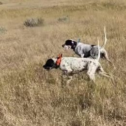 English Setter Puppies from Steens Mountain Setters
