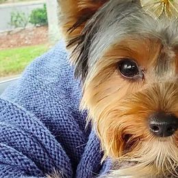 Yorkshire Terriers from Palaco Pups