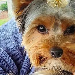 Yorkshire Terriers from Palaco Pups