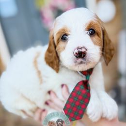 Butter Pecan - Parti male Goldendoodle puppy in Marion, Ohio from Doodles & Doxies