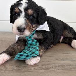 Ellis - Tri-color male Bernedoodle puppy in Garrettsville, Ohio from Sunset Family Farm