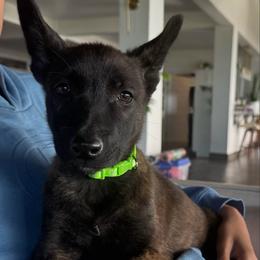 Chole - Gold brindle female Dutch Shepherd puppy in San Diego, California from TecK9s