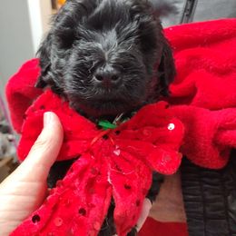 B4 - Black phantom male Aussiedoodle puppy in Silsbee, Texas from Jeanah's Pups
