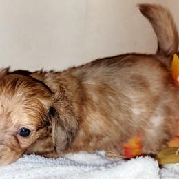 Teddy 2 - Fawn male Companion Cross puppy in Garvin, Oklahoma from Hochatown Awesome Aussies