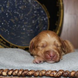 Gemini - Red female Australian Cobberdog puppy in Bellingham, Minnesota from Whispering Prairie Australian Cobberdog