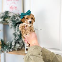 Cashmere - Red  female Goldendoodle puppy in Cedar City, Utah from Cedar Doodles- Home of the Teddybear Goldendoodle