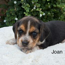 Joan - Black tan and bluetick female Beagle puppy in Mansfield, Missouri from Rippee Creek Kennel