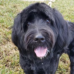 Olive - Goldendoodle