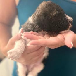 Rex's - Black male Poodle puppy in Redding, California from Canyon Creek Kennels