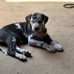 Amity - Merle female Great Dane puppy in Gastonia, North Carolina from Stonebrook Gentle Giants