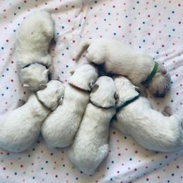 Boy 1 - White male Samoyed puppy in Bearcreek, Montana from Morning Star Samoyeds