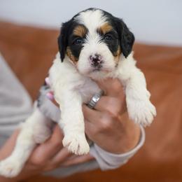 Muffin - Tri-color female Bernedoodle puppy in Dundee, Ohio from Down Home Doodle