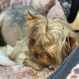 Adeline - Yorkshire Terrier