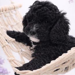Purple - Black female Goldendoodle puppy in Byron, Georgia from Southern Olive Doodles 🫒