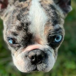 Companion Crosses from Bailey Family Frenchies
