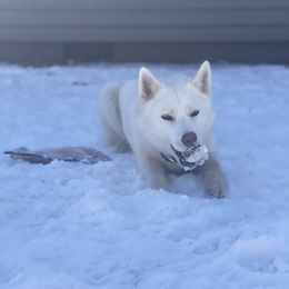 Yaretzi - Native American Indian Dog