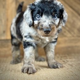 Aussiedoodle, Miniature Australian Shepherd, and Poodle Puppies from Classic K9’s  Aussies & Doodles