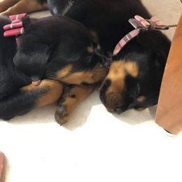 Rottweiler Puppies from Bronx Von Bridges Rottweilers