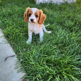 Cavalier King Charles Spaniel, Cavapoo, and German Shorthaired Pointer Puppies from Heart Mountain Cavaliers & Floating Feathers Kennel