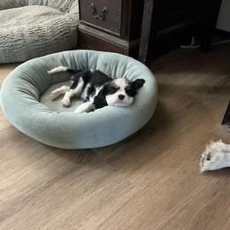 Jack D - Tri-color male Cavalier King Charles Spaniel puppy in Bullhead City, Arizona from Country Candy Cavaliers