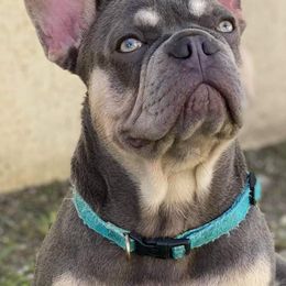 Buddy - French Bulldog