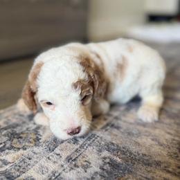 Girl 2 - Parti female Goldendoodle puppy in Spring Hill, Florida from Ohana Doodles x Frenchies