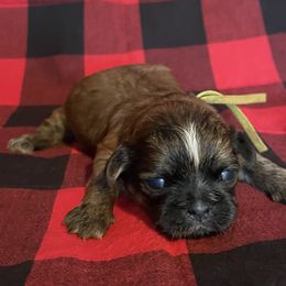 Phoebe Hope  (Hopeful Pilgrim name) Orange collar - Chocolate female Shih Tzu puppy in Clarksburg, West Virginia from Pilgrim Shih tzu