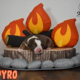 Australian Shepherd Puppies from Starlit Grove Australian Shepherds