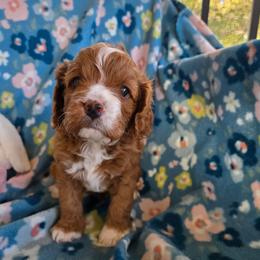 Mable - Red female Cavapoo puppy in Maize, Kansas from Happy Doodles- Cockapoo and Cavapoo puppies